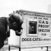 "Masacre de mascotas británicas": por qué la gente mató voluntariamente a 750,000 gatos y perros