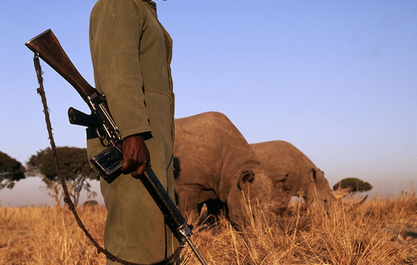 Matan a personas en un parque indio para salvar a los rinocerontes