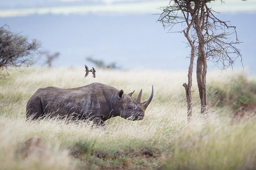Matan a personas en un parque indio para salvar a los rinocerontes