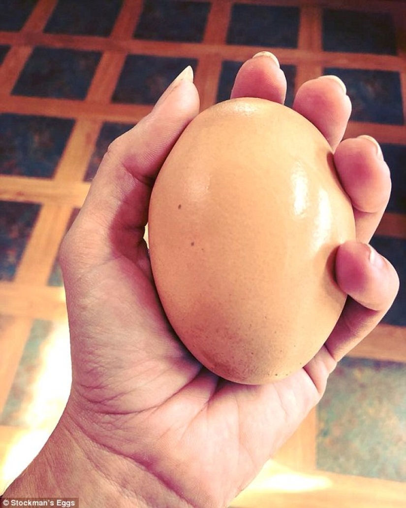 Matryoshka egg: a huge chicken egg with a surprise inside was discovered in Australia