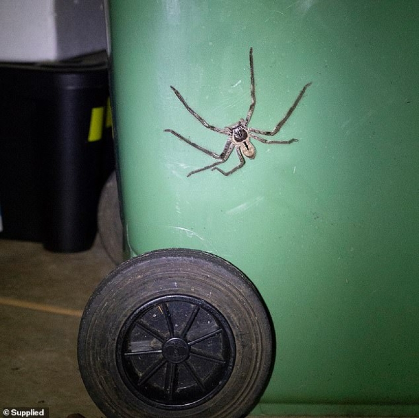 Meanwhile in Australia… A giant spider blocked the entrance to the courtyard