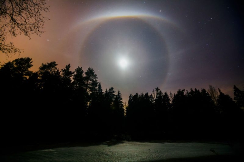 Mejores Fotos Científicas del Año: ganadores del Concurso de Fotografía Editorial de la Royal Society 2019