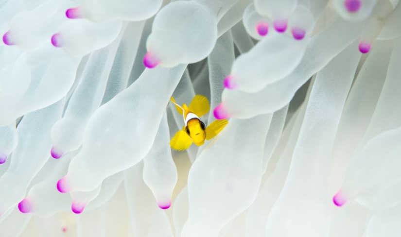 Mejores Fotos Científicas del Año: ganadores del Concurso de Fotografía Editorial de la Royal Society 2019