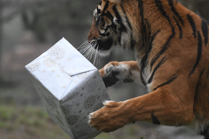 Merry Christmas, Mr. Tiger! How zoo residents opened gifts