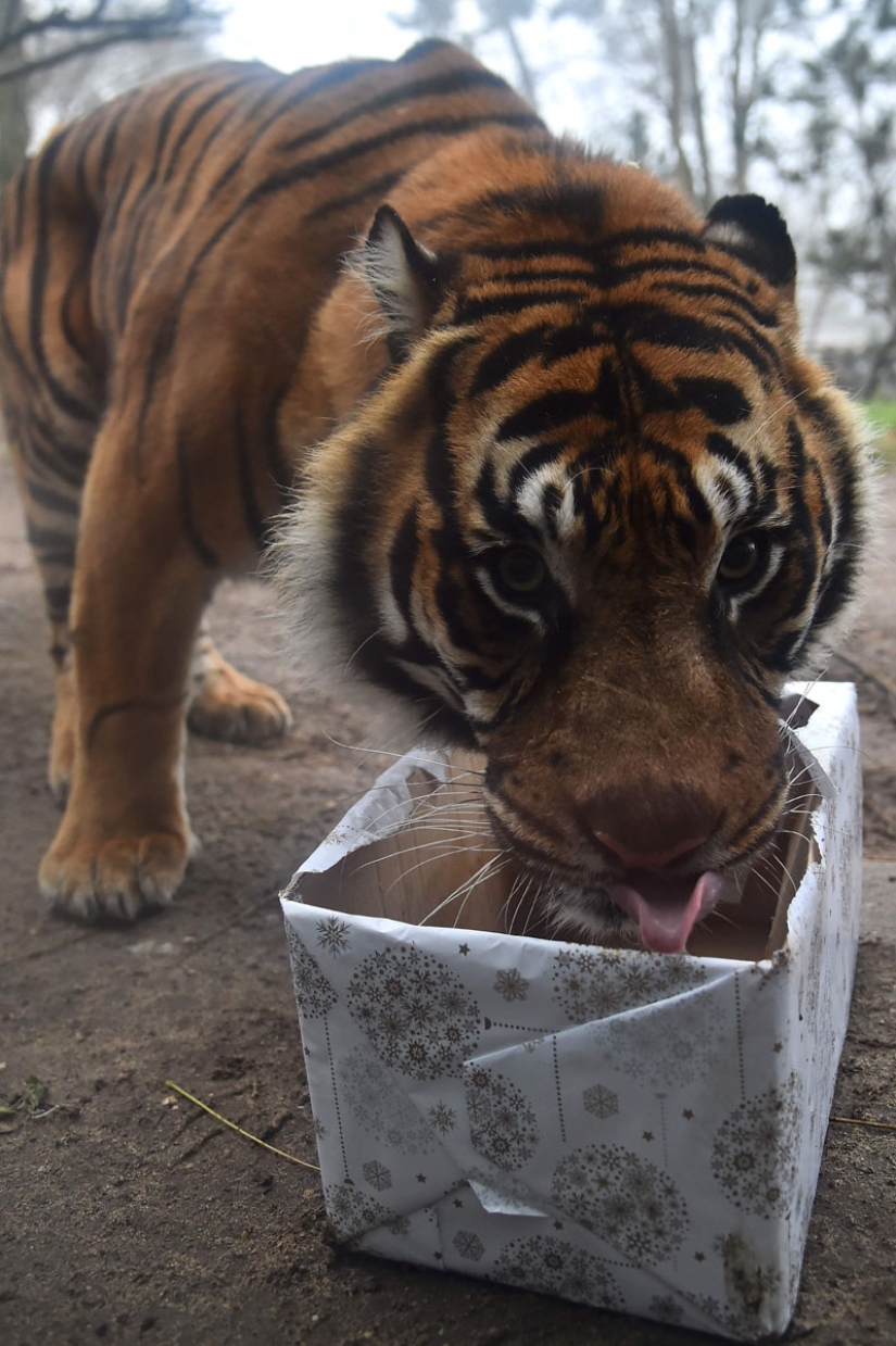 Merry Christmas, Mr. Tiger! How zoo residents opened gifts