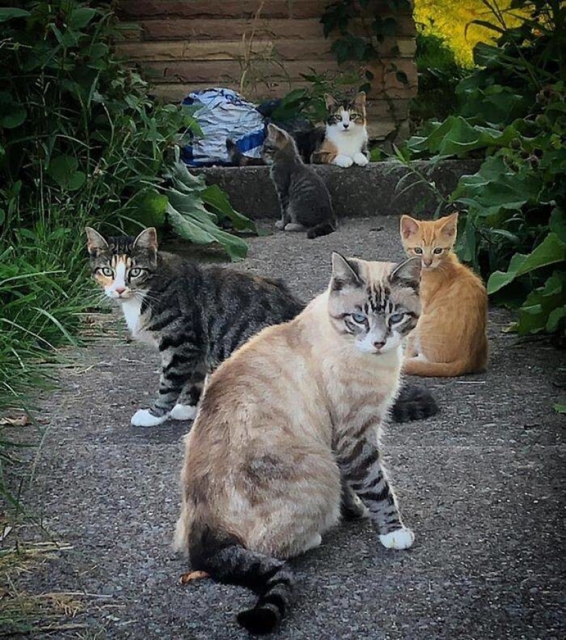 Mi casa, mi gato: fotos de los gatos que andan en casa de otra gente