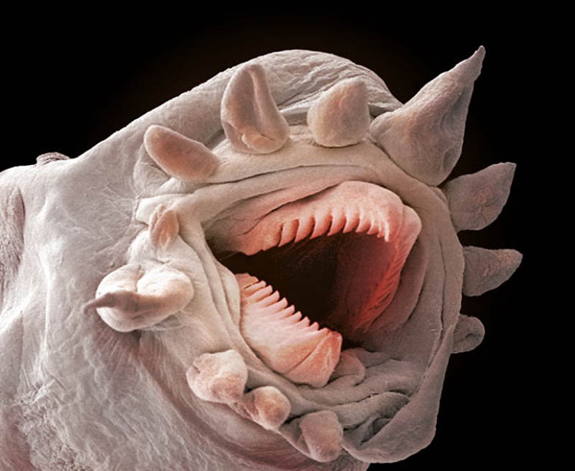 Micro-monsters from the depths of the sea