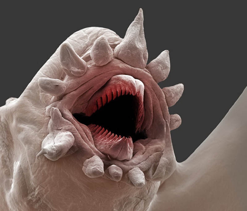 Micro-monstruos de las profundidades del mar
