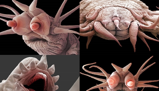 Micro-monstruos de las profundidades del mar