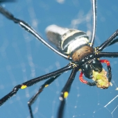 Mientras tanto en Australia blocked una araña gigante bloqueó la entrada al patio