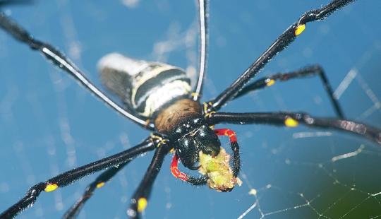 Mientras tanto en Australia blocked una araña gigante bloqueó la entrada al patio