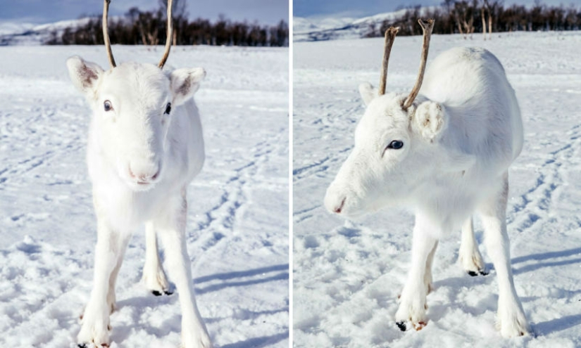 Milagro prenavideño: un raro cervatillo blanco como la nieve llegó al fotógrafo en Noruega