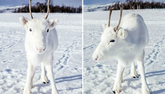 Milagro prenavideño: un raro cervatillo blanco como la nieve llegó al fotógrafo en Noruega Milagro prenavideño: un raro cervatillo blanco como la nieve llegó al fotógrafo en Noruega