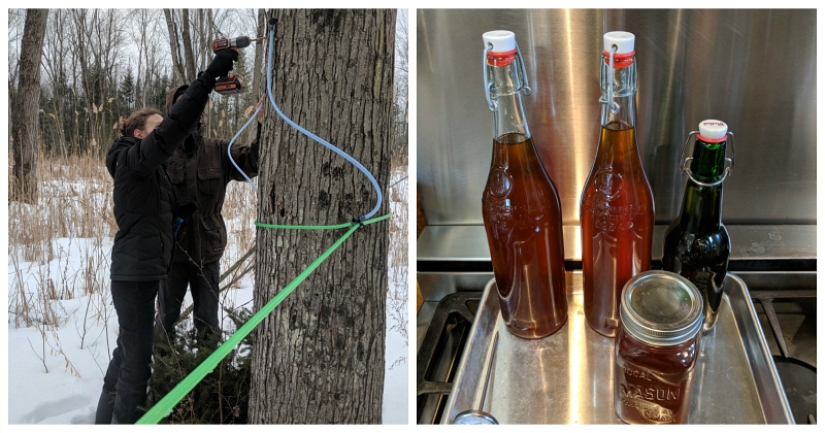 Milk a tree, or How to collect maple juice for a delicious syrup