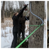 Milk a tree, or How to collect maple juice for a delicious syrup