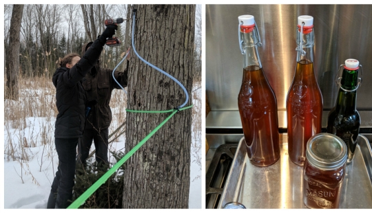 Milk a tree, or How to collect maple juice for a delicious syrup