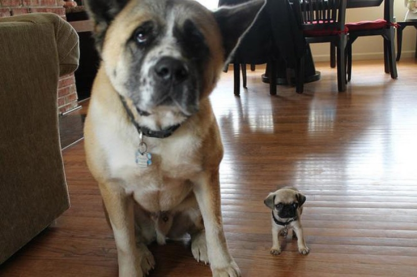 Mimicry of the day — 30 photos of puppies that will make your day happier