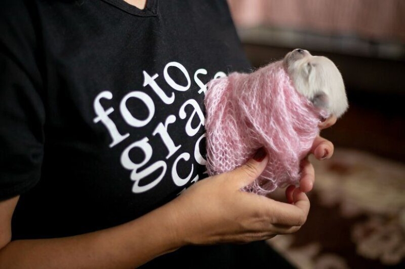 Miminost rolls: a wonderful photo shoot of newborn puppies