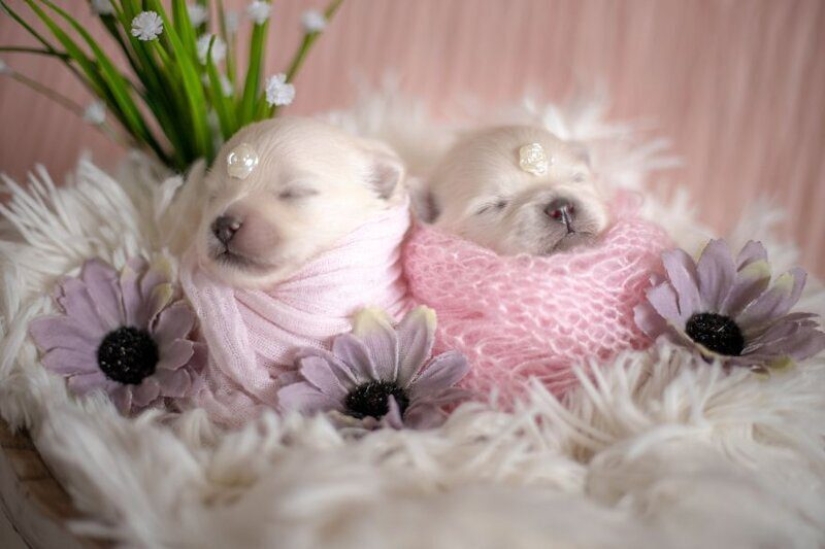 Miminost rolls: a wonderful photo shoot of newborn puppies