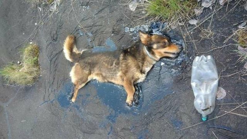 Miraculous rescue of a dog from a tar trap