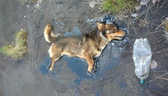 Miraculous rescue of a dog from a tar trap