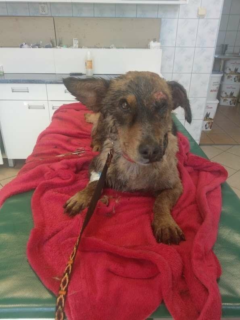 Miraculous rescue of a dog from a tar trap