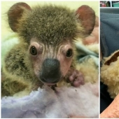 Miraculous transformation of baby koala rescued from Australian fires
