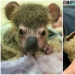 Miraculous transformation of baby koala rescued from Australian fires