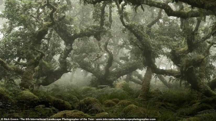 Misty valleys, magical forests and monstrous storms: Incredible 2021 International Landscape Photographer of the Year winners announced