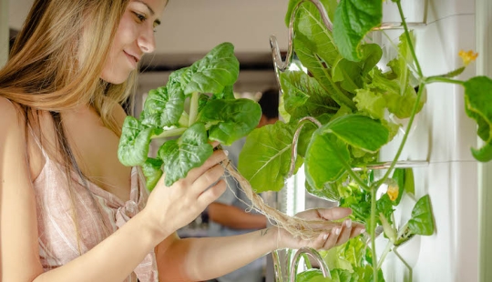 Mobile IT garden: up to 30 plants can grow simultaneously in an innovative indoor garden