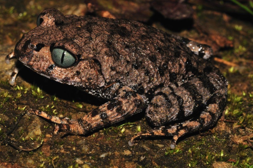 More than 200 new species of animals and plants discovered in the Himalayas