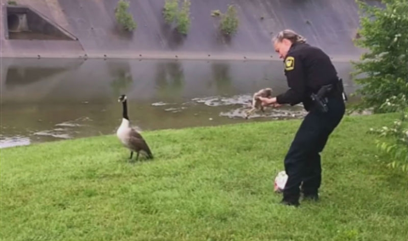 Mother goose "asked" a policeman to save a gosling in trouble