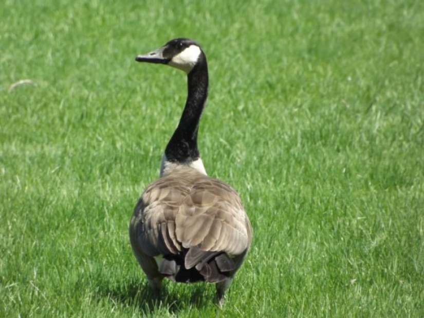 Mother goose "asked" a policeman to save a gosling in trouble