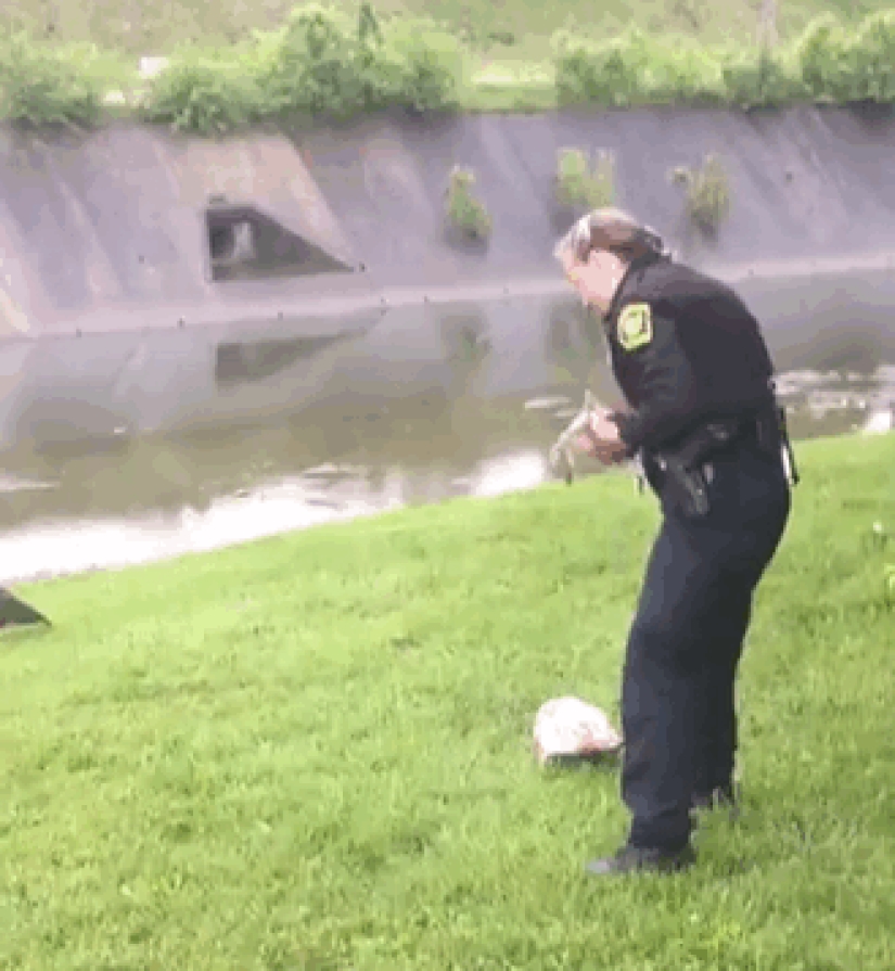 Mother goose "asked" a policeman to save a gosling in trouble