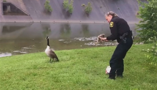 Mother goose "asked" a policeman to save a gosling in trouble