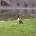 Mother goose "asked" a policeman to save a gosling in trouble