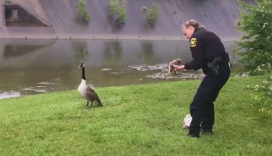 Mother goose "pidió" a un policía que salvara a un polluelo en problemas
