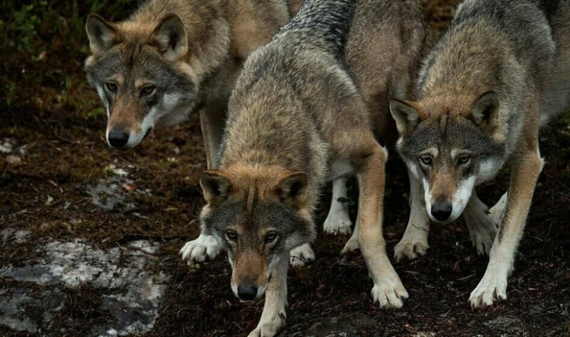 Mowgli on the contrary: the Norwegian brought up the four wolves and became the "leader of the pack"