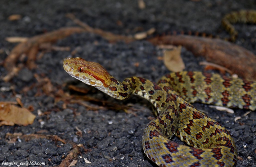 Más de 200 nuevas especies de animales y plantas descubiertas en el Himalaya