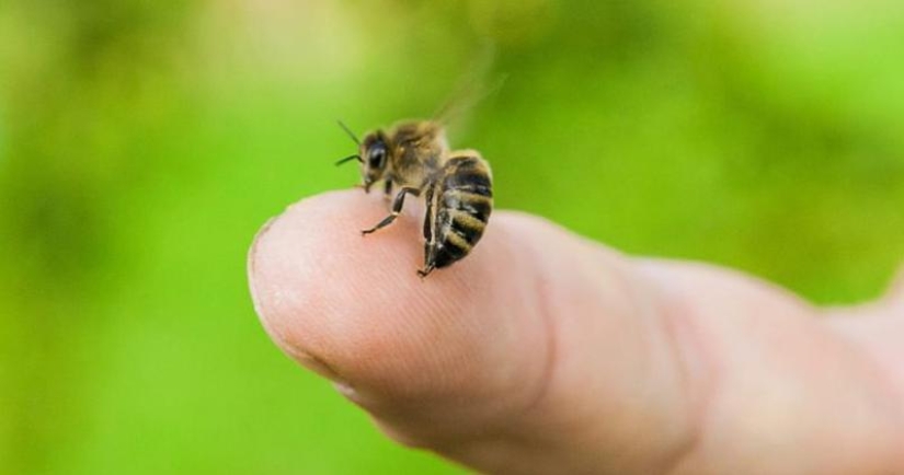 ¿Mueren las abejas después de picar? Los científicos han revelado el secreto