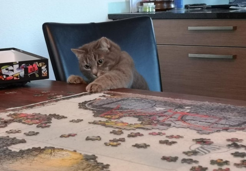 "Murzik, well, don't interfere!": 22 evidence that you can't solve puzzles with cats