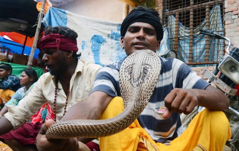 Nagapanchami es una fiesta hindú en la que todos engatusan a las serpientes en lugar de trabajar