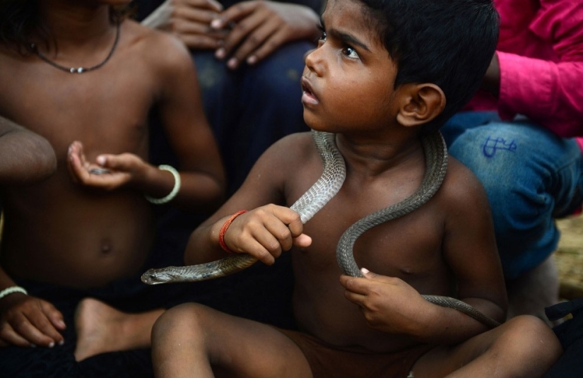 Nagapanchami es una fiesta hindú en la que todos engatusan a las serpientes en lugar de trabajar