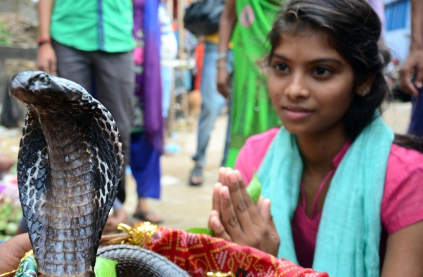 Nagapanchami is a Hindu holiday when everyone is cajoling snakes instead of work