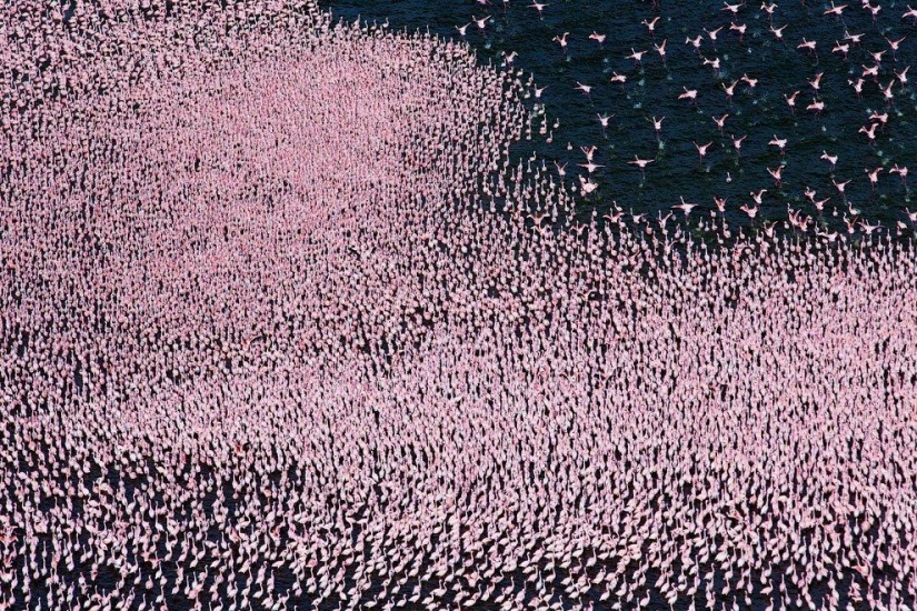 Nakuru in Kenya is a country of pink flamingos