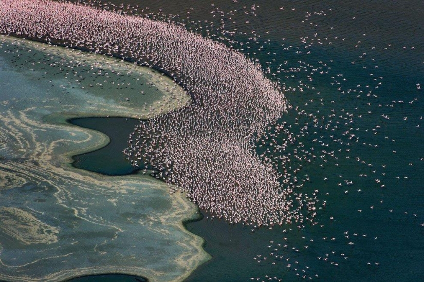Nakuru in Kenya is a country of pink flamingos