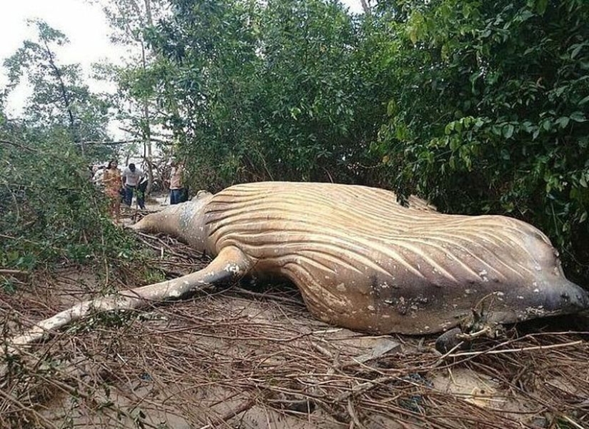 Nature has thrown up a riddle: a 10-meter whale was discovered in the Amazon jungle