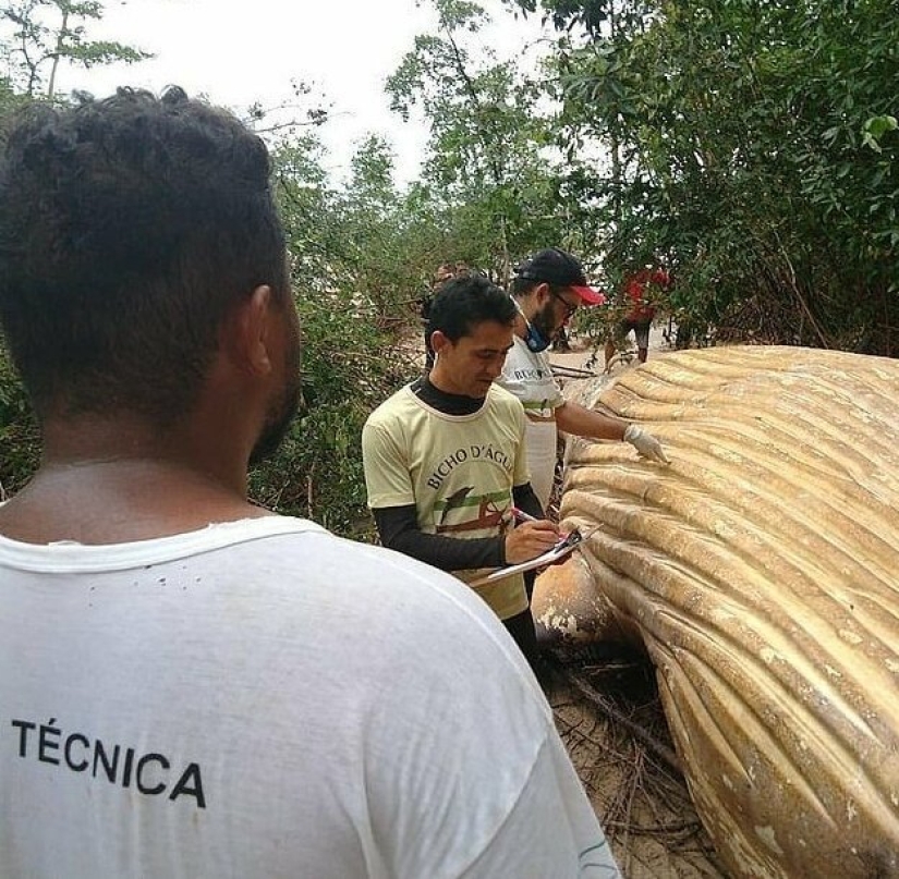 Nature has thrown up a riddle: a 10-meter whale was discovered in the Amazon jungle