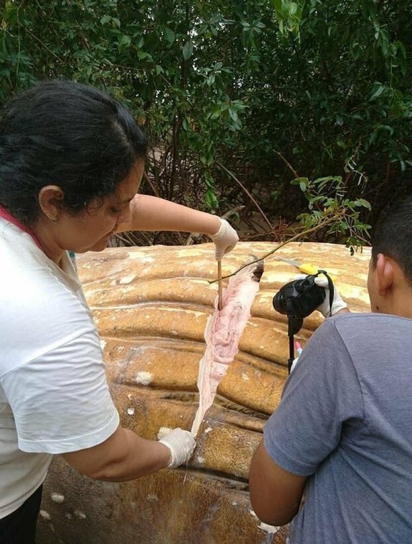 Nature has thrown up a riddle: a 10-meter whale was discovered in the Amazon jungle