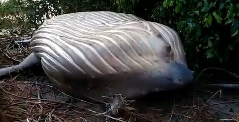 Nature has thrown up a riddle: a 10-meter whale was discovered in the Amazon jungle